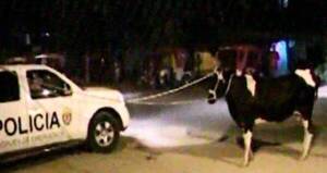 Crónica / Por bandida, una vaca fue "arrestada" y llevada a la comisaría