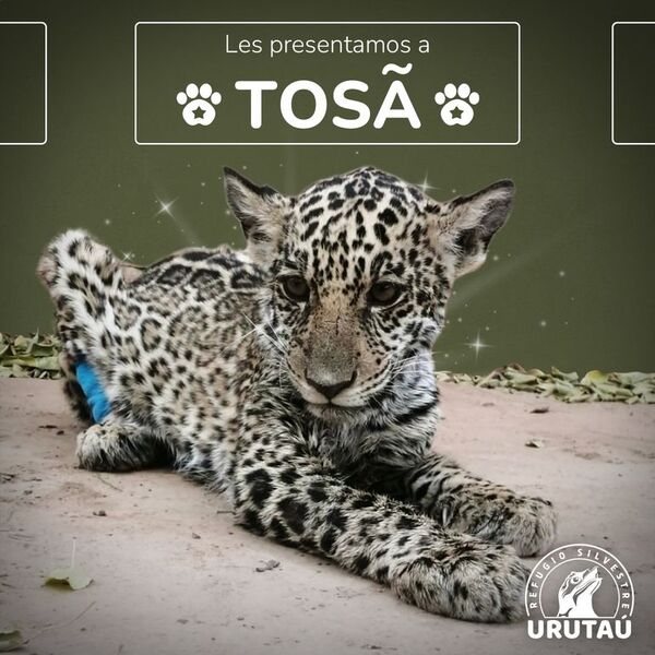 Tosã gana peso y muestra enormes ganas de vivir - Nacionales - ABC Color