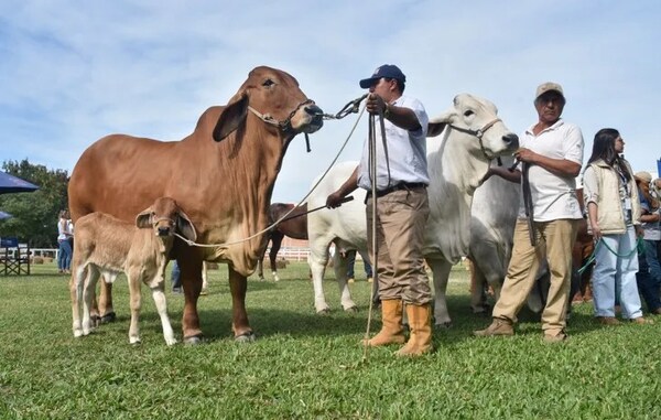 Paraguay negocia la apertura de más mercados cárnicos