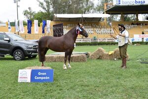 Martes en Expo MRA: jura de bozal, remates y campeonato de alambradores