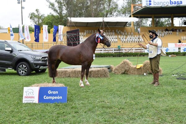 Martes en Expo MRA: jura de bozal, remates y campeonato de alambradores