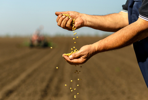 Luego de alcanzar valores máximos, los precios de los commodities registraron caídas