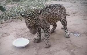 La cachorra de yaguareté da nuevos pasos y cada día "demuestra sus ganas de vivir" – Prensa 5