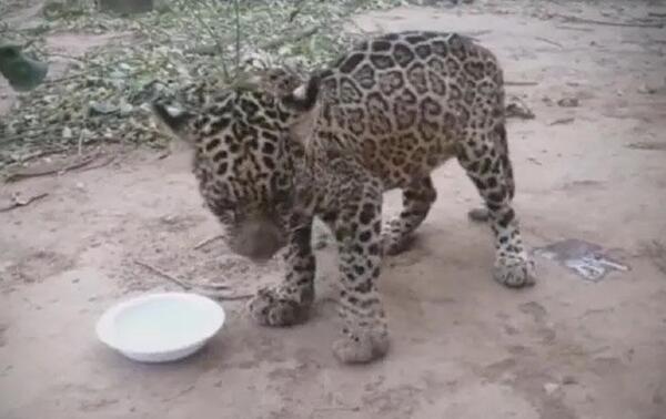 La cachorra de yaguareté da nuevos pasos y cada día "demuestra sus ganas de vivir" – Prensa 5