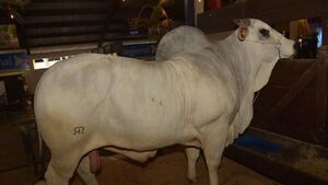 El animal más pesado de la Expo Mariano tiene 1.145 kilos