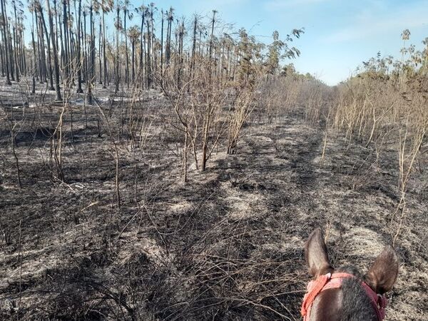 Incendios forestales y falta de lluvias preocupa a ganaderos en Bahia Negra - Noticias del Chaco - ABC Color