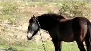 Joven madre chocó contra un caballo y murió