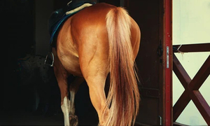 Una madre joven atropello a un caballo y falleció - OviedoPress