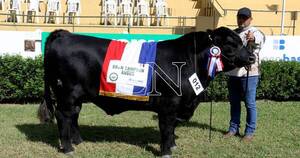 La Nación / Ganadera Sofía se alzó con el primer Gran Campeón de Angus