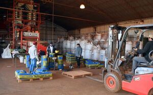 La semilla certificada es una cosa y grano comercial es otra - Economía - ABC Color
