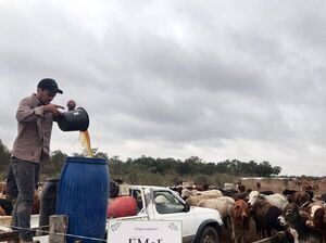 Los EM y su acción en la nutrición de bovinos - Economía - ABC Color