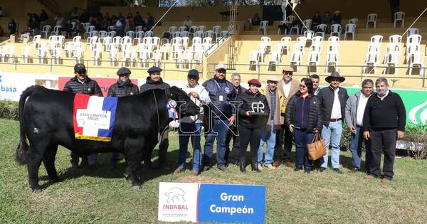 La Nación / De Ganadera Sofía sale el 1er. Gran Campeón angus