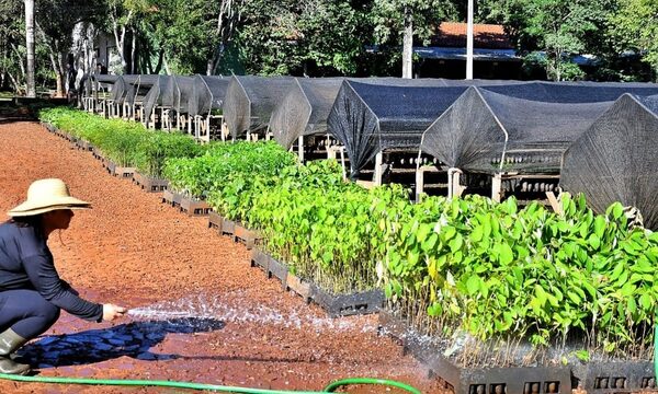 Huerto de Itaipú produjo más de 30.000 plantines medicinales durante el primer semestre del 2022 – Diario TNPRESS