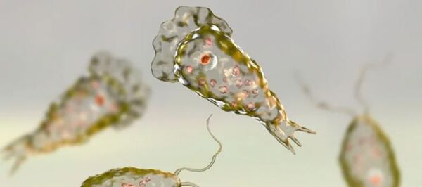 La ameba “comecerebros”, el organismo unicelular que ataca bajo el agua y puede ser letal