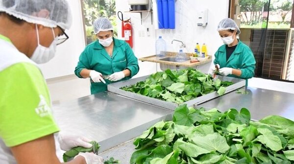 Huerto de ITAIPU produjo más de 30.000 plantines medicinales durante el primer semestre del 2022