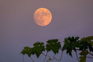 Video: Superluna de Ciervo se podrá apreciar hoy - Mundo - ABC Color