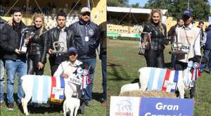 Crónica / Ovejita de exmodelo ganó premio principal en la Expo