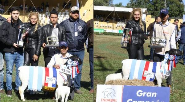 Crónica / Ovejita de exmodelo ganó premio principal en la Expo