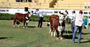 La Nación / Prosiguen las competencias de las distintas especies y razas con alta calidad