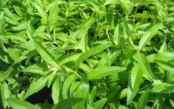 Exportan por primera vez 60.000 kilos de cedrón paraguayo a México – Prensa 5