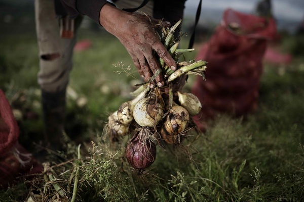 El IICA destaca la oportunidad para acelerar la bioeconomía en América - MarketData