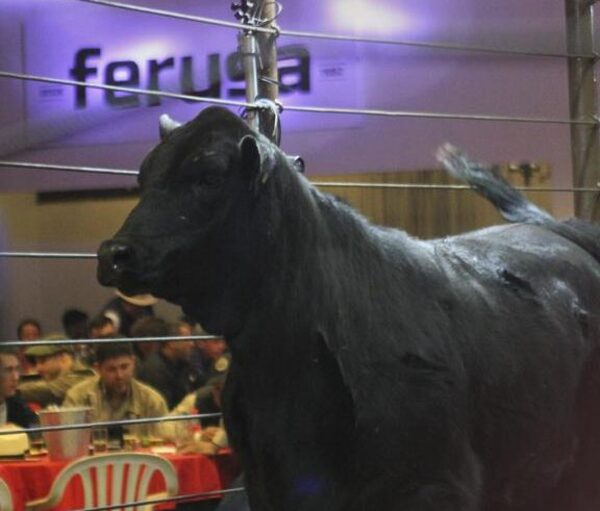Ferusa vendió Brangus Junior en Gs. 18.270.000 los machos y Gs. 19.352.200 las hembras