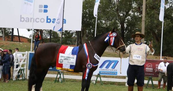 La Nación / Huinca de Sofía es el Gran Campeón de la competencia criolla