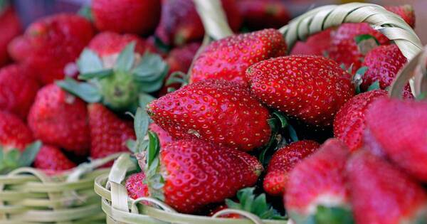 La Nación / Areguá: todo listo para la tradicional Expo Frutilla, que se extenderá hasta setiembre