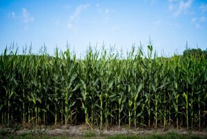 USDA elevó proyección de producción paraguaya de maíz 2021/22