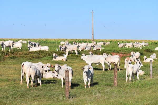 Vacunación contra la fiebre aftosa, mercados y ocupación, los temas de FARM en la EXPO MRA