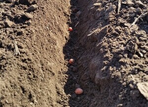 Desempeño negativo de la agricultura impidió una mejora de la actividad económica