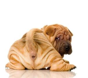 Glándulas perianales: problemas en perros y gatos - Mascotas - ABC Color