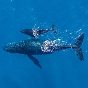 Chile le asegura refugio a las ballenas azules con el Parque Marino Tic Toc - Golfo Corcovado