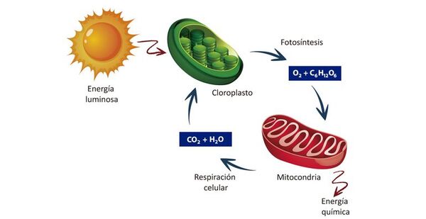 Función de respiración de la planta y los demás seres vivos: características - Escolar - ABC Color