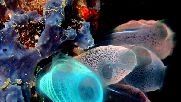 La biodiversidad oceánica surgió de periodos de estabilidad terrestre