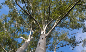 Se encontraba cortando un árbol de eucalipto y termino cayéndose encima de él y lo mató - OviedoPress