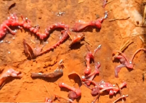 Reportan el hallazgo de restos óseos en Campo 9 - Noticiero Paraguay