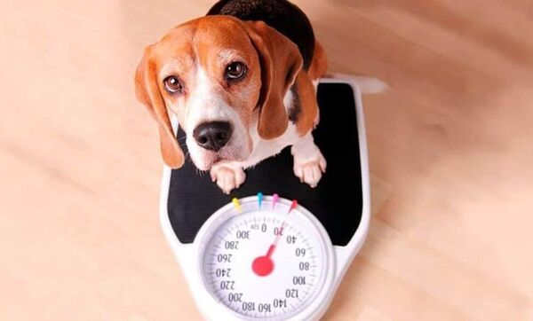 Obesidad en perros: qué la causa y cómo combatirla - Mascotas - ABC Color