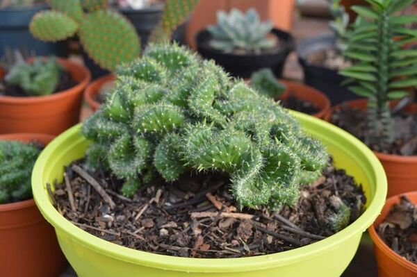 Decorar mi casa con cactus ¿cómo lo cuido? ¿qué debo saber antes de tener uno? - Estilo de vida - ABC Color