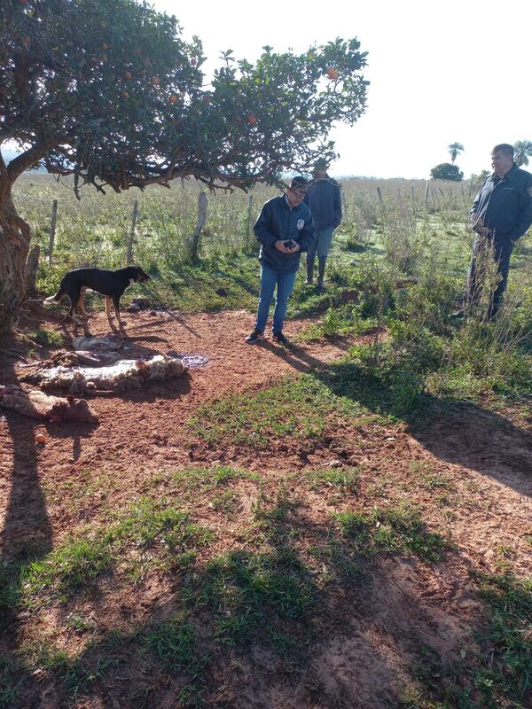 Casos de abigeato no cesan y cada vez más productores itapuenses son perjudicados