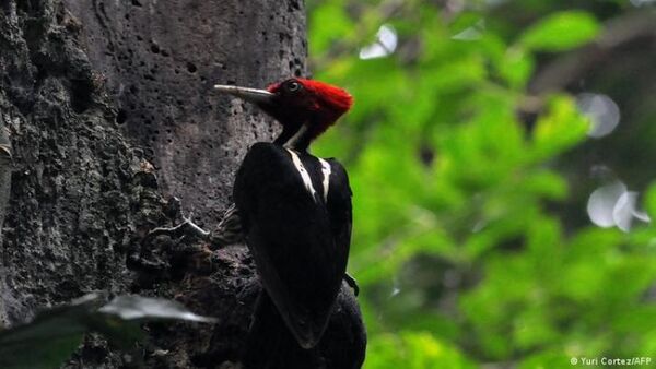 Desmienten que la cabeza del pájaro carpintero actúe como casco