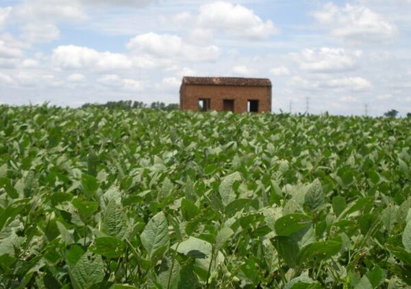 Paraguay aumentó este año sus áreas de cultivo de soja y maíz con respecto a los años 2020 y 2021