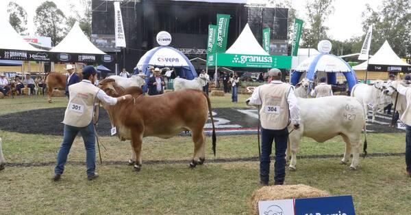 La Nación / Congreso Mundial de Brahman: más de 200 extranjeros interesados en genética paraguaya