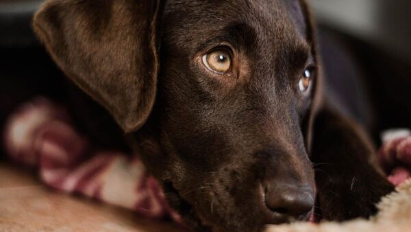 Estudiantes de veterinaria llevan adelante proyecto extramuros | Radio Regional 660 AM