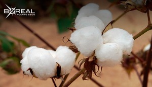 Proyectan reactivar producción de algodón