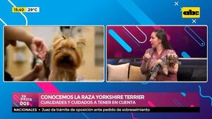 Conocemos la raza Yorkshire Terrier - Ensiestados - ABC Color