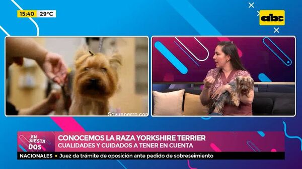 Conocemos la raza Yorkshire Terrier - Ensiestados - ABC Color