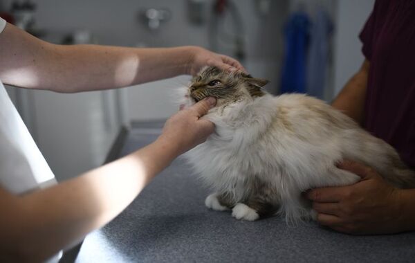 Geriatría para felinos: conozca las necesidades de los gatos en la vejez - Mascotas - ABC Color