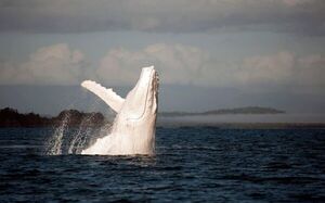 Encuentran muerta una ballena albina en una playa del sur de Australia - Mundo - ABC Color