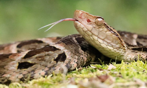 Día Mundial de las Serpientes ¿hay muchas especies en Paraguay? - OviedoPress